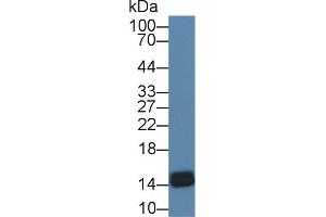 Western blot analysis of Chicken Thymus lysate, using Chicken FABP4 Antibody (1 µg/ml) and HRP-conjugated Goat Anti-Rabbit antibody (
