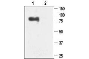 Western Blotting (WB) image for anti-Small Conductance Calcium-Activated Potassium Channel Protein 3 (KCNN3) (AA 2-21), (Intracellular) antibody (ABIN7043631)