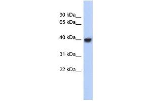 Western Blotting (WB) image for anti-Purine-Rich Element Binding Protein A (PURA) (N-Term) antibody (ABIN2777801)