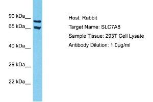 Host: Rabbit Target Name: SLC7A8 Sample Tissue: Human 293T Whole Cell Antibody Dilution: 1ug/ml (SLC7A8 抗体  (N-Term))