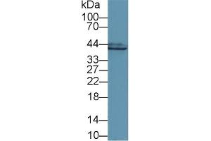 Detection of GS in Mouse Colon lysate using Polyclonal Antibody to Glutamine synthetase (GS) (GLN1 抗体  (AA 1-373))