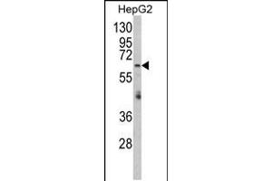Western blot analysis of RARS2 Antibody in HepG2 cell line lysates (35ug/lane) (RARS2 抗体  (C-Term))