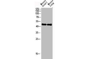 Western Blot analysis of mouse-heart mouse-lung cells using Actin α3 Polyclonal Antibody (ACTG2 抗体  (N-Term))