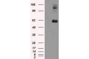 Image no. 1 for anti-Lipase, Endothelial (LIPG) antibody (ABIN1499162) (LIPG 抗体)