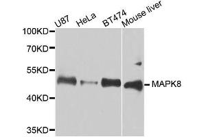 Western blot analysis of extracts of various cell lines, using MAPK8 antibody. (JNK 抗体  (AA 245-345))