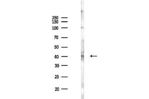 Western blot analysis of lysates from PC12 cells(LPS 4h treatment), using Phospho-MKP1/2 (Ser296/Ser318) Antibody at 1/1000 dilution. (MKP1/2 (pSer296), (pSer318) 抗体)