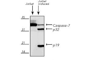 Western Blotting (WB) image for anti-Caspase 7, Apoptosis-Related Cysteine Peptidase (CASP7) antibody (ABIN7211372)