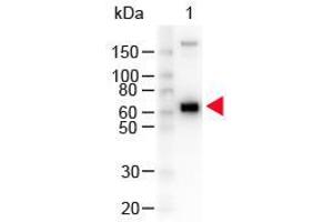 Western Blot of Peroxidase conjugated Goat anti-Monkey IgM mu antibody. (山羊 anti-猴 IgM (Chain mu) Antibody (HRP))
