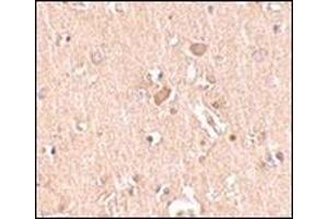 Immunohistochemistry of MED28 in human brain tissue with this product at 2. (MED28 抗体  (Center))