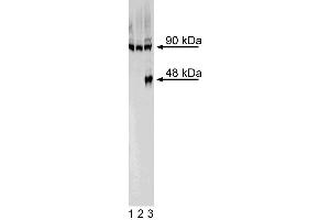 Western blot analysis of FoxA2 in definitive endoderm derived from human embryonic stem (ES) cells. (FOXA2 抗体)