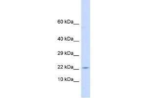Host:  Rabbit  Target Name:  CRH  Sample Type:  Placenta lysates  Antibody Dilution:  1. (CRH 抗体  (C-Term))
