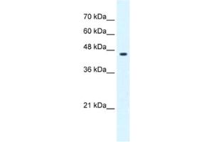 Western Blotting (WB) image for anti-GLIS Family Zinc Finger 3 (GLIS3) antibody (ABIN2461993) (GLIS3 抗体)