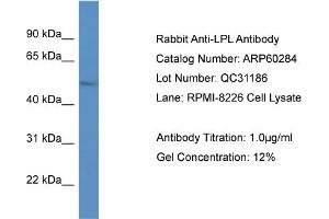 Western Blotting (WB) image for anti-Lipoprotein Lipase (LPL) (C-Term) antibody (ABIN2788391) (Lipoprotein Lipase 抗体  (C-Term))