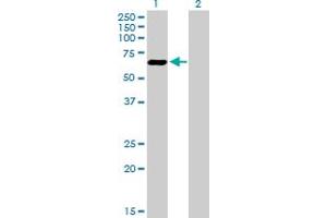Western Blot analysis of ATF7 expression in transfected 293T cell line by ATF7 MaxPab polyclonal antibody. (AFT7 抗体  (AA 1-483))