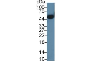 Western blot analysis of Mouse Heart lysate, using Mouse ORM2 Antibody (1 µg/ml) and HRP-conjugated Goat Anti-Rabbit antibody (