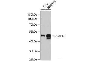 DCAF13 抗体