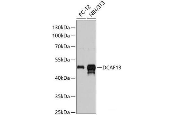 DCAF13 antibody