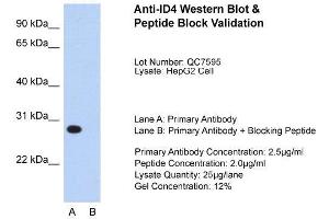 Host:  Rabbit  Target Name:  ID4  Sample Type:  HepG2  Lane A:  Primary Antibody  Lane B:  Primary Antibody + Blocking Peptide  Primary Antibody Concentration:  2. (ID4 抗体  (N-Term))