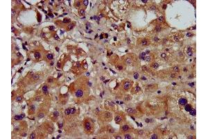 IHC image of ABIN7148955 diluted at 1:600 and staining in paraffin-embedded human liver tissue performed on a Leica BondTM system. (Cyclin Y 抗体  (AA 2-170))