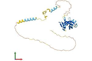 AlphaFold protein structure predicition of Human Recombinant NRIP2 Protein, UniprotID Q9BQI9