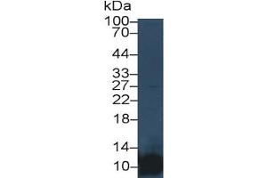 Mouse Capture antibody from the kit in WB with Positive Control:  Human Placenta lysate. (PF4 ELISA 试剂盒)