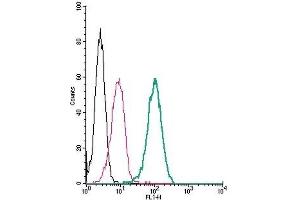Cell surface detection of LPAR2 (EDG4) by indirect flow cytometry in live intact human THP-1 monocytic leukemia cells: (black line) Cells. (EDG4 抗体  (Extracellular))
