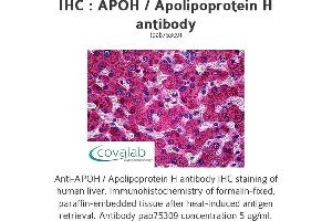 Image no. 1 for anti-Apolipoprotein H (Beta-2-Glycoprotein I) (APOH) antibody (ABIN1731883)