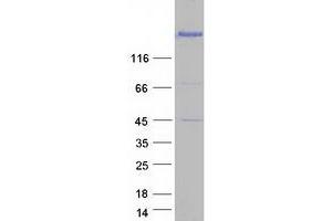 EIF4G1 Protein (Transcript Variant 5) (Myc-DYKDDDDK Tag)