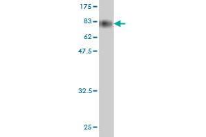 Western Blot detection against Immunogen (79. (HSPBAP1 抗体  (AA 1-488))