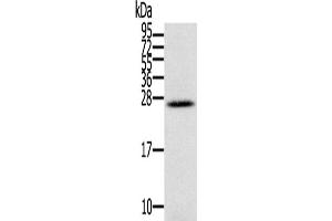 Western Blotting (WB) image for anti-Interleukin 28B (Interferon, lambda 3) (IL28B) antibody (ABIN2430305) (IL28B 抗体)