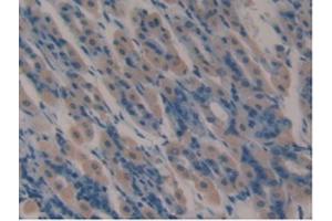 IHC-P analysis of Mouse Stomach Tissue, with DAB staining. (Lactoferrin 抗体  (AA 63-193))