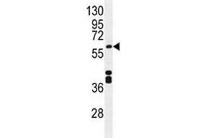 CYP1A2 antibody western blot analysis in mouse liver tissue lysate. (CYP1A2 抗体  (AA 255-282))