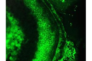 Immunofluorescence staining of a 7 days old zebrafish embryo (Cardiotin 抗体)