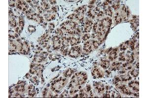 Image no. 1 for anti-Kallikrein 8 (KLK8) antibody (ABIN1498963) (Kallikrein 8 抗体)