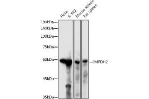 Western blot analysis of extracts of various cell lines, using IMPDH2 antibody (ABIN6130493, ABIN6142435, ABIN6142436 and ABIN6220985) at 1:500 dilution. (IMPDH2 抗体  (AA 215-514))