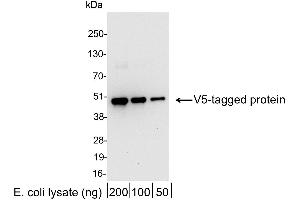 anti-V5 Epitope Tag antibody (HRP)