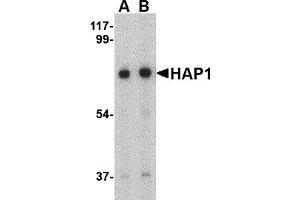 Western Blotting (WB) image for anti-Huntingtin Associated Protein 1 (HAP1) (Middle Region) antibody (ABIN1030947) (HAP1 抗体  (Middle Region))