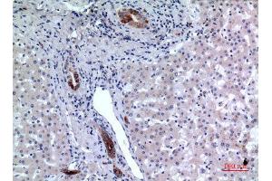 Immunohistochemistry (IHC) analysis of paraffin-embedded Human Liver, antibody was diluted at 1:100. (CD37 抗体  (Internal Region))