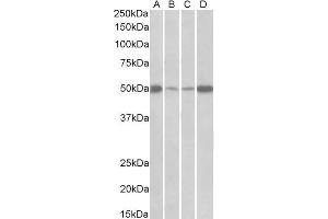 ABIN5539607 (0. (EEF1A2 抗体  (Internal Region))