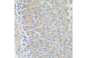 Immunohistochemistry of paraffin-embedded mouse stomach using EFHC1 antibody at dilution of 1:100 (x40 lens). (EFHC1 抗体)