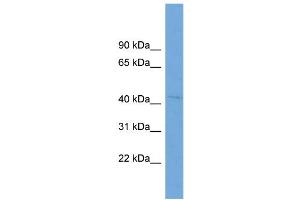 WB Suggested Anti-RABEPK  Antibody Titration: 0. (RABEPK 抗体  (N-Term))