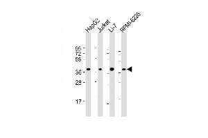 All lanes : Anti-C9orf100 Antibody (Center) at 1:2000 dilution Lane 1: HepG2 whole cell lysate Lane 2: Jurkat whole cell lysate Lane 3: Li-7 whole cell lysate Lane 4: RI-8226 whole cell lysate Lysates/proteins at 20 μg per lane. (C9orf100 抗体  (AA 180-211))