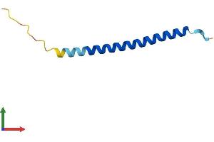 AlphaFold protein structure predicition of Mouse Recombinant Svbp Protein, UniprotID Q99LQ4 (CCDC23 Protein (AA 1-66) (Fc Tag))