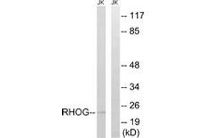 Western Blotting (WB) image for anti-Ras Homolog Family Member G (RHOG) (AA 97-146) antibody (ABIN2890593) (RHOG 抗体  (AA 97-146))