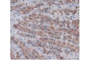 IHC-P analysis of Rat Stomach Tissue, with DAB staining. (Prothrombin 抗体  (AA 201-323))