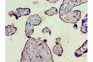Immunohistochemistry of paraffin-embedded human placenta tissue using ABIN7148365 at dilution of 1:100