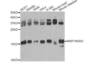 Western blot analysis of extracts of various cell lines, using HIST1H2AG Antibody (ABIN6003627) at 1/1000 dilution. (HIST1H2AG 抗体)
