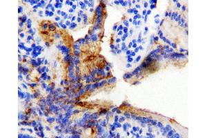 Anti-HSP60 antibody, IHC(P) IHC(P): Rat Intestine Tissue (HSPD1 抗体  (C-Term))