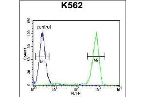 OC90 Antibody (Center) (ABIN655624 and ABIN2845103) flow cytometric analysis of K562 cells (right histogram) compared to a negative control cell (left histogram). (OC90 抗体  (AA 223-252))
