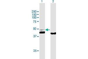 Western Blot analysis of PPID expression in transfected 293T cell line by PPID MaxPab polyclonal antibody.